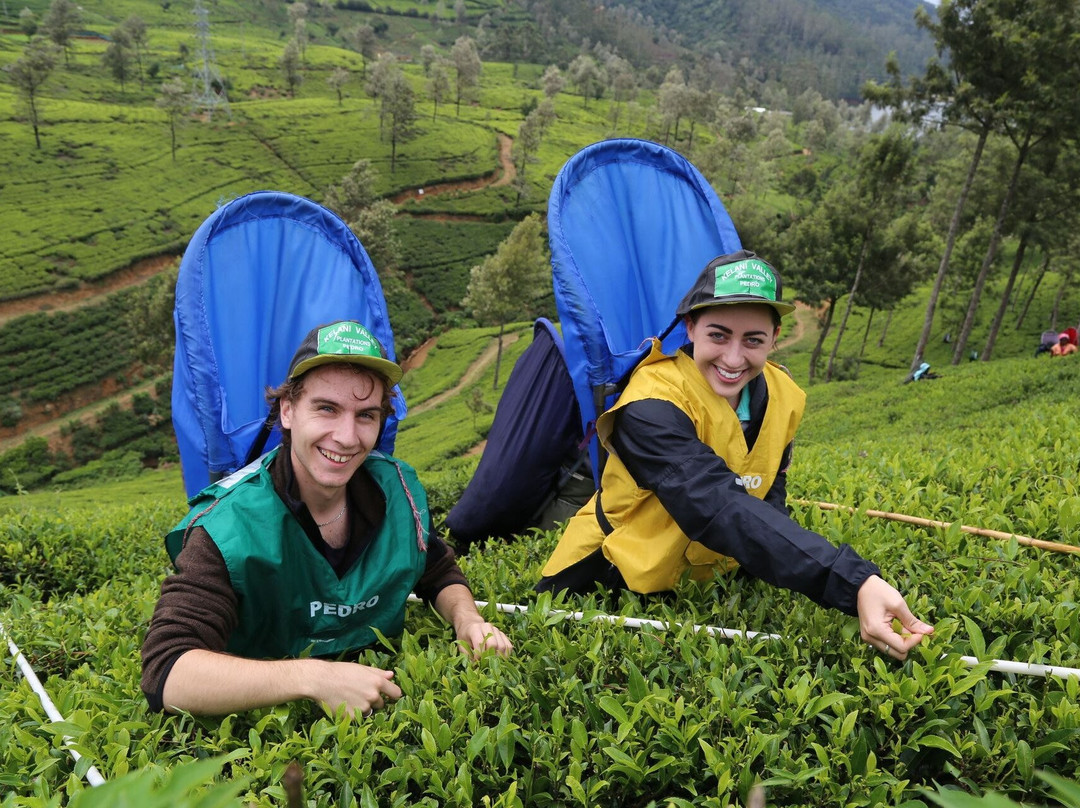Seren Lanka Travels