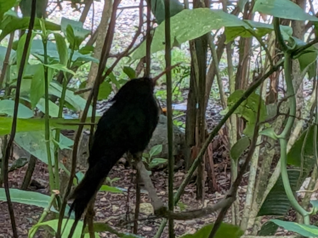 Sun Valley Plantation Hummingbird Garden-奥乔里奥斯必去景点