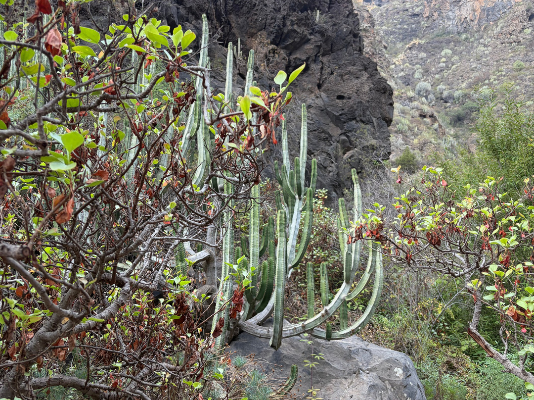 Barranco Del Infierno-奥德杰海岸必去景点