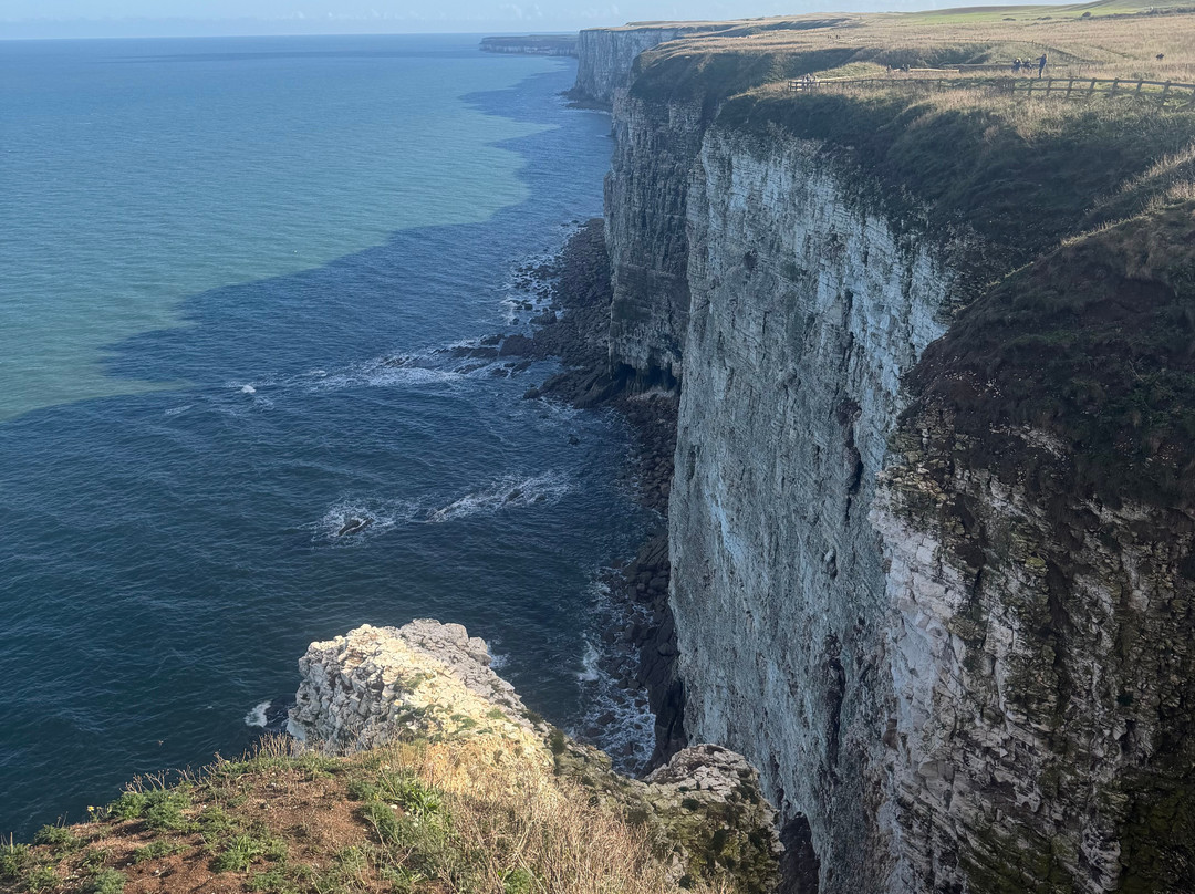 RSPB Bempton Cliffs-Bempton必去景点