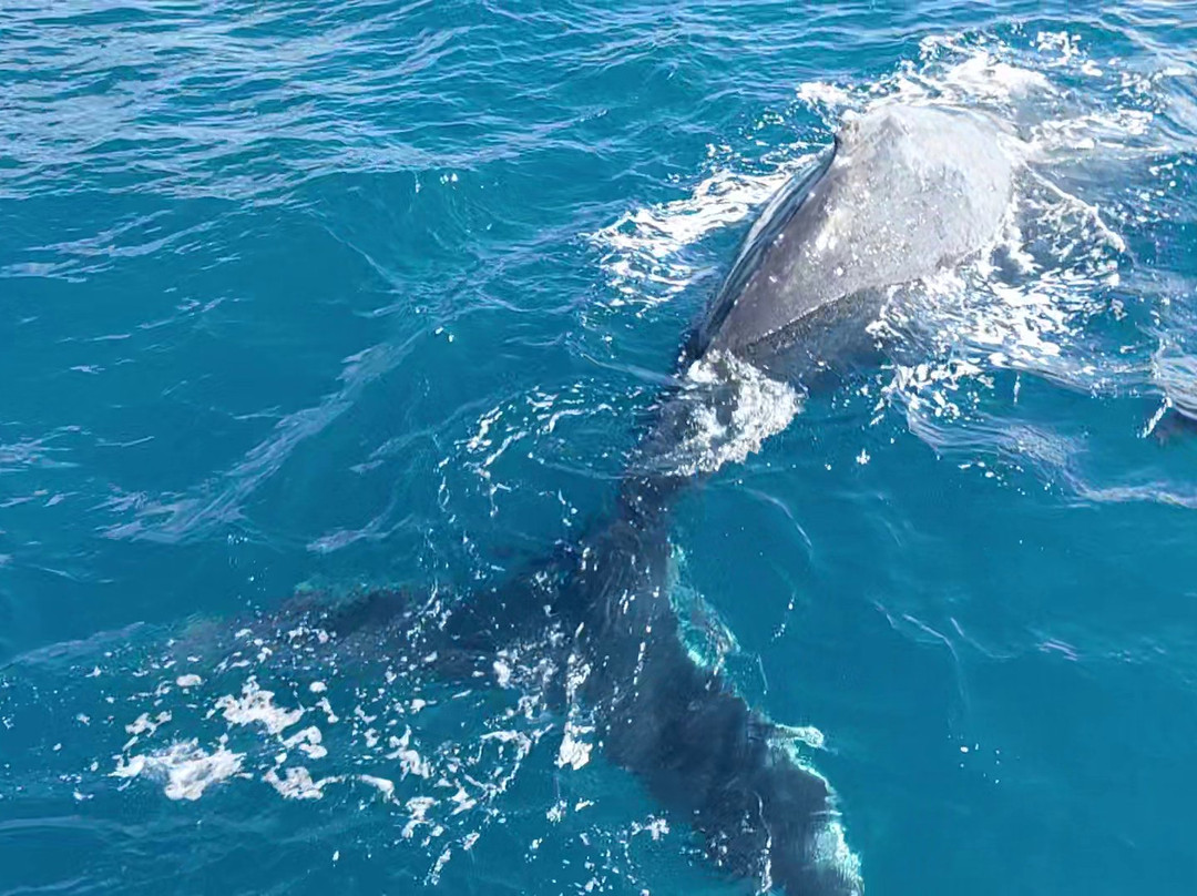 Hervey Bay Whale Watch-尤兰根必去景点