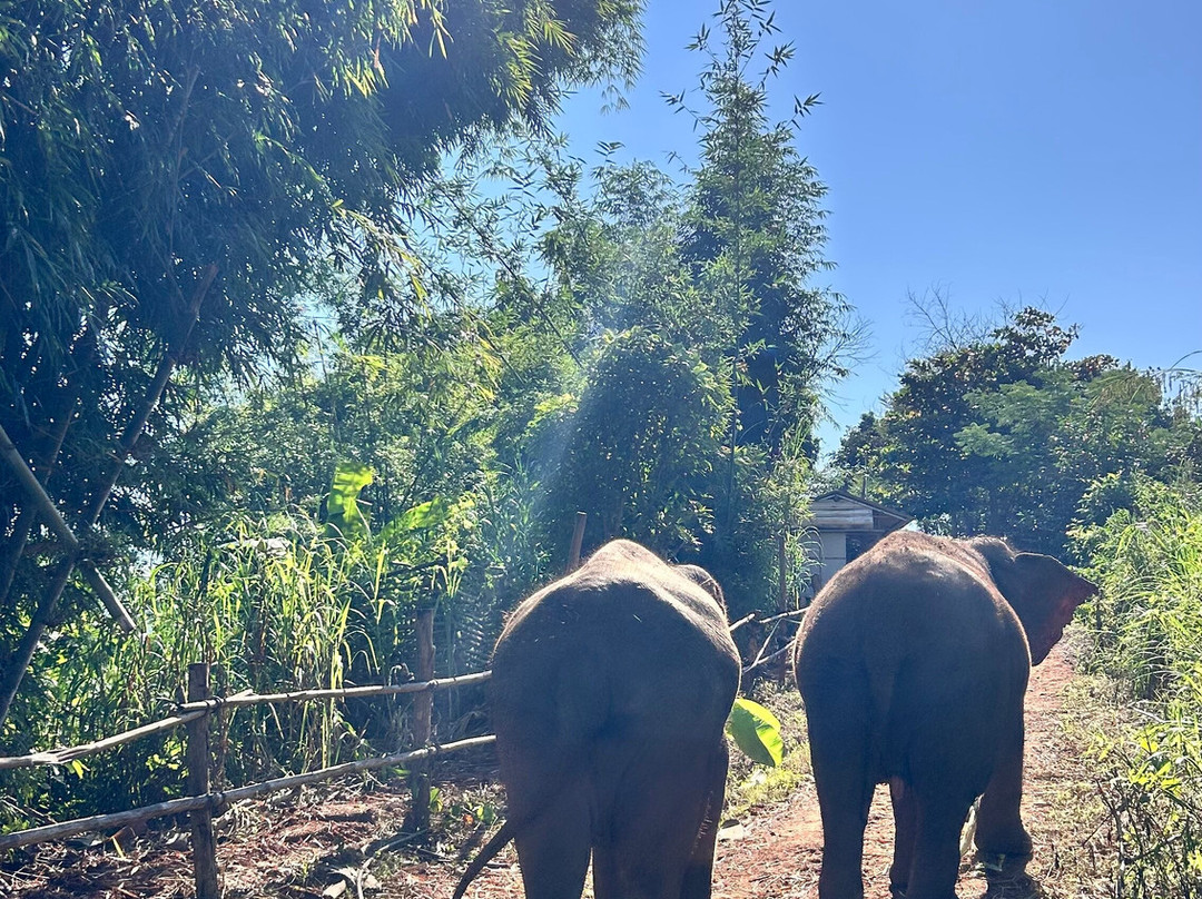Elephant Sanctuary Care Park-清迈必去景点