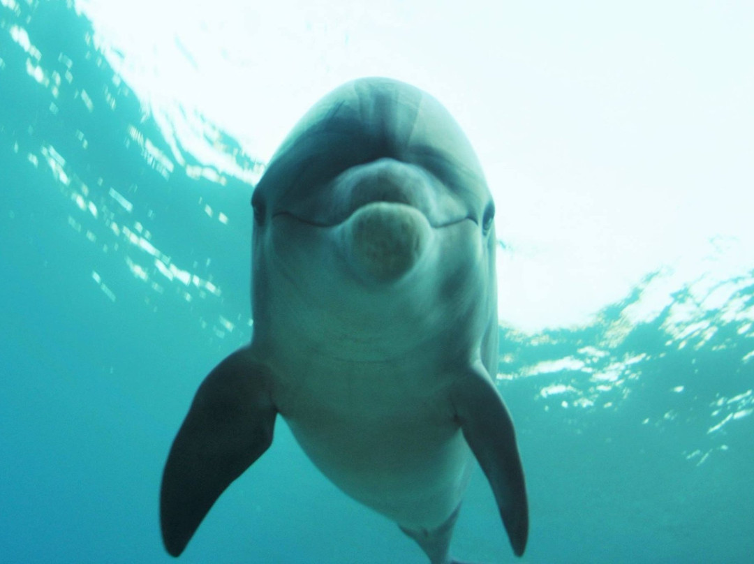 Out of the Blu-Modiin必去景点