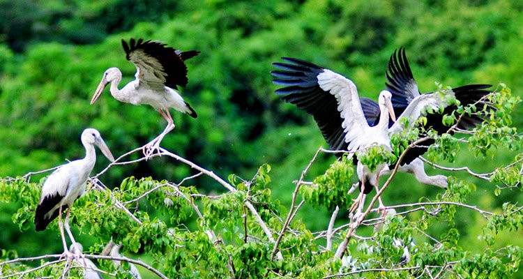 Thung Nham Bird Park景点图片