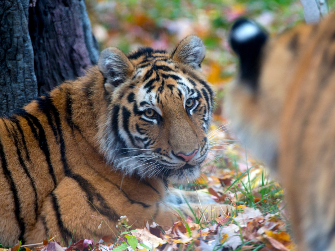 Bronx Zoo-布朗克斯必去景点