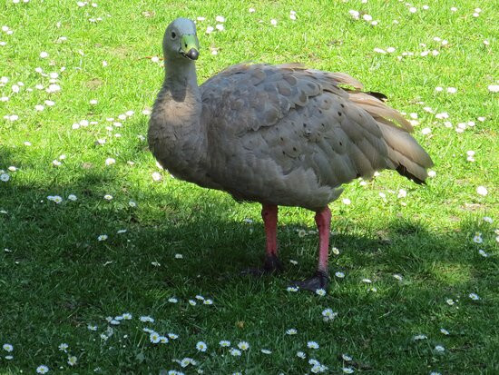 Wild- und Freizeitpark Ostrittrum景点图片