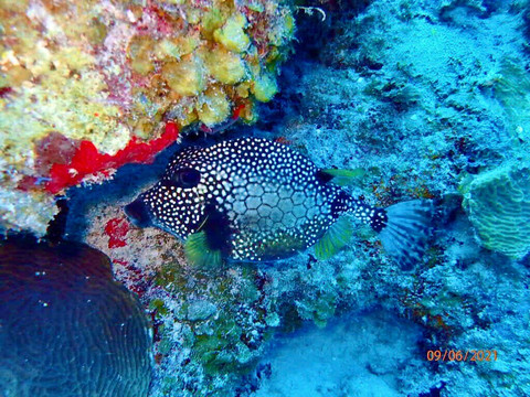 Diving Yucatan-Mahahual必去景点
