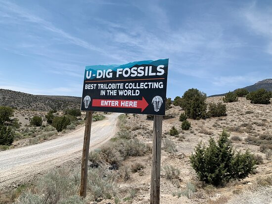 U-Dig Fossils景点图片