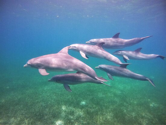 Valentine's Dive Center-哈勃岛必去景点