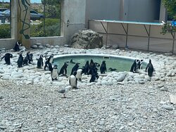 African Penguin & Seabird Sanctuary-干斯拜必去景点