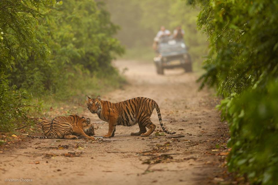 Corbett Jungle Safari景点图片