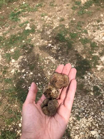 Truffle Hunting-Motovun必去景点