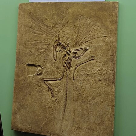Vyatka Museum of Paleontology-基洛夫必去景点