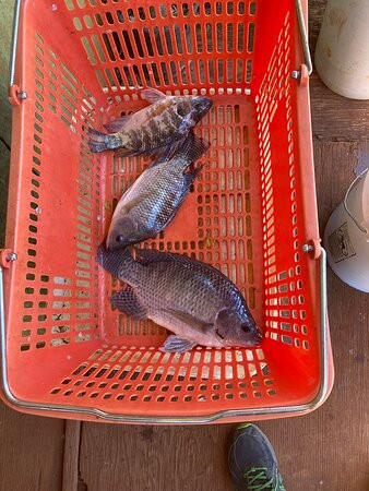 Ali'i Agriculture Farms-瓦西瓦必去景点