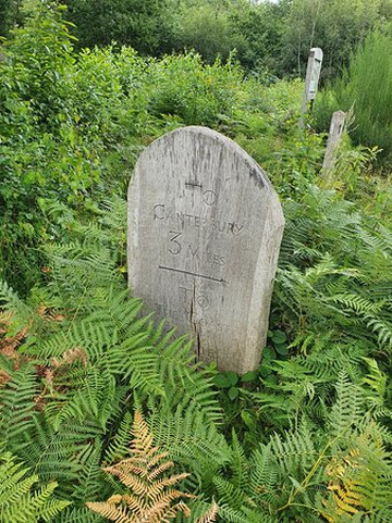 Wilder Kent Safaris: Wilder Blean-坎特伯雷必去景点