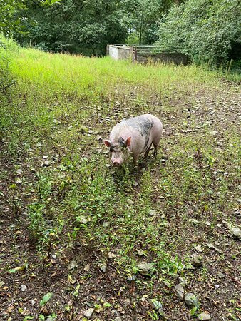 Tamar Valley Donkey Park-Gunnislake必去景点