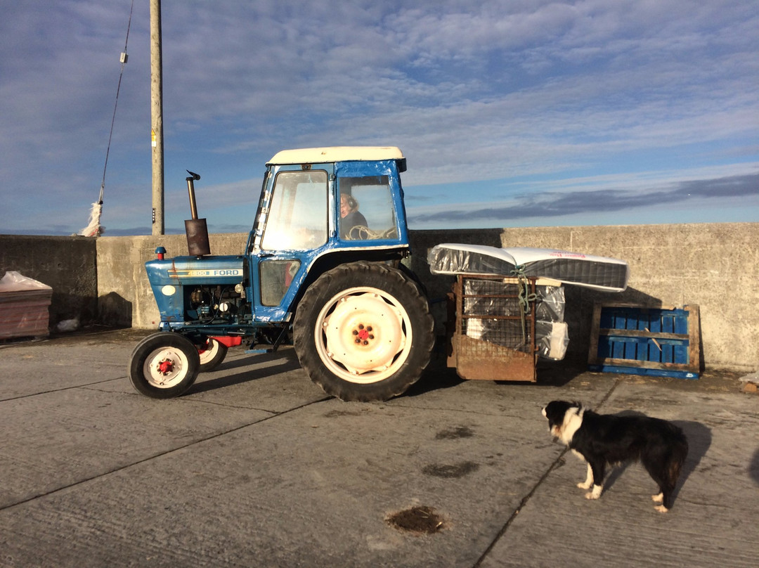 The Mermaid's Garden主图