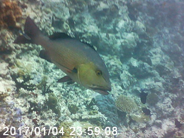 Werner Lau Diving Centers