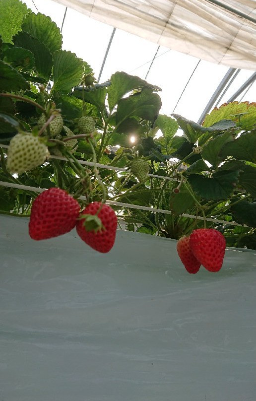 Ohisama Farm