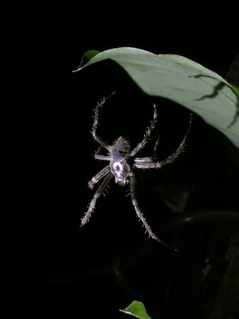 Kinkajou Night Walk Tour-圣埃伦娜必去景点