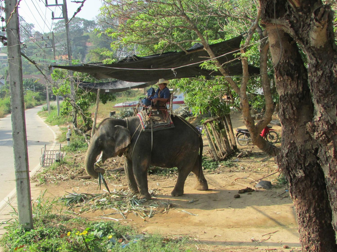 Phuchada Safari