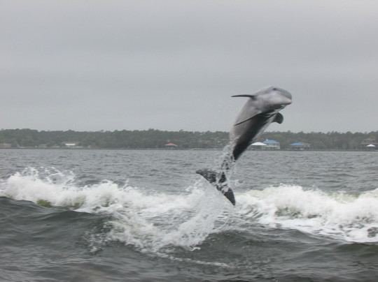 Surf's Up Dolphin Cruises