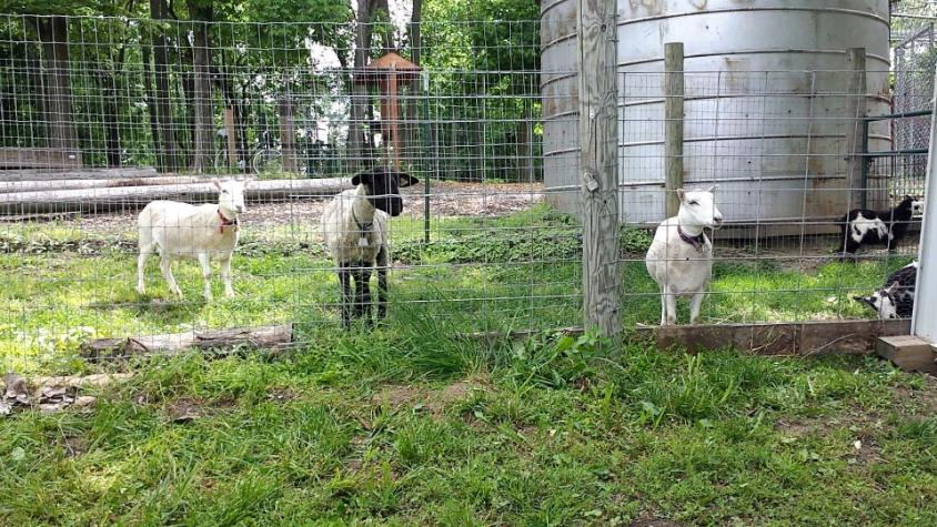 科林斯维尔旅游景点-Willoughby Heritage Farm and Conservation Reserve