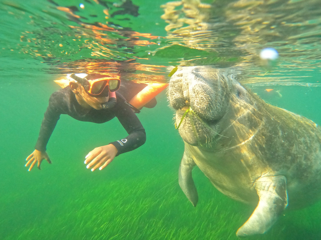 Nature's Discovery Manatee Tours