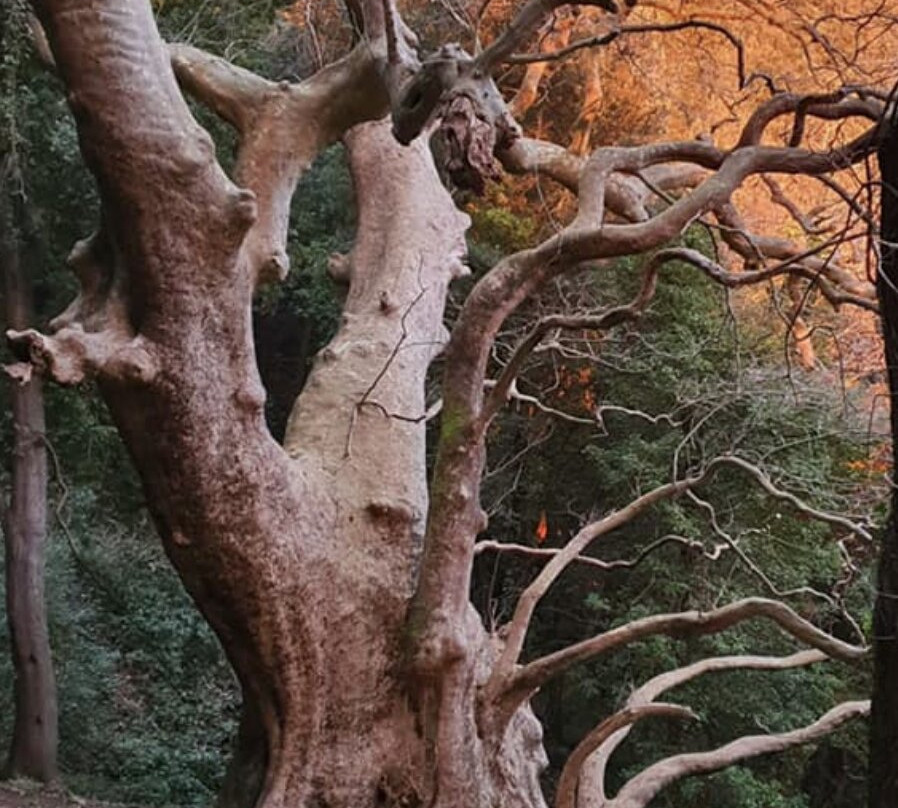 Il Gigante di Curinga景点图片
