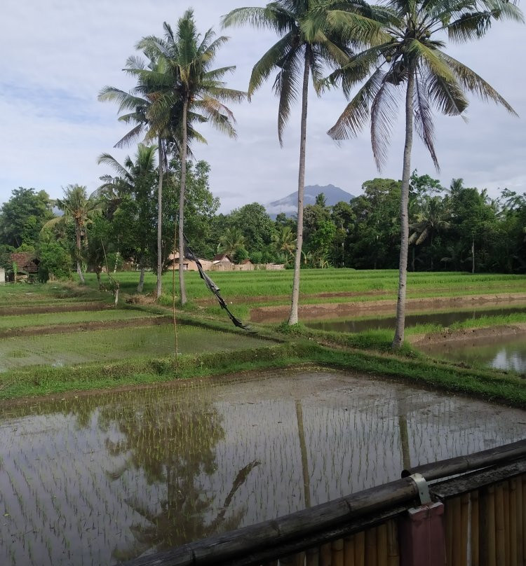 Sahid Osing Kemiren Banyuwangi主图