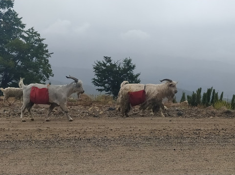 Mirador Arrayanes-圣马丁德洛斯安第斯必去景点