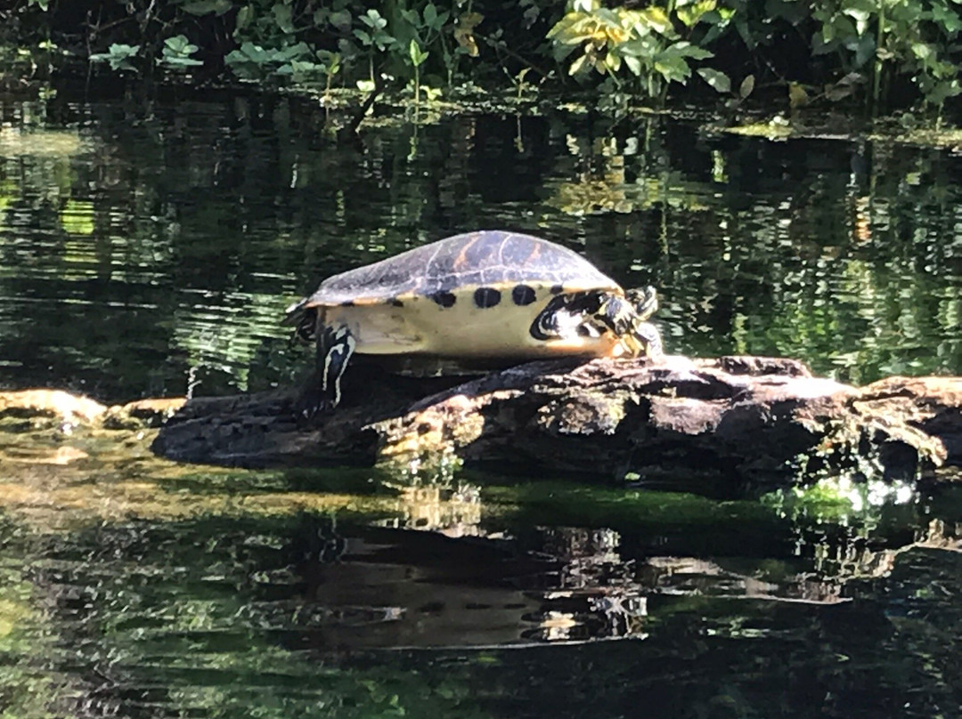 Silver Springs Kayaking LLC-Silver Springs必去景点