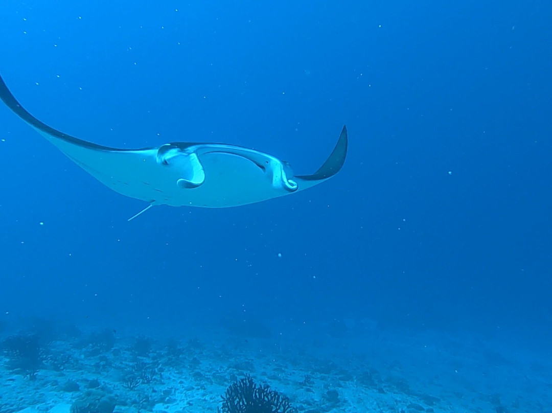 Addu Dive景点图片