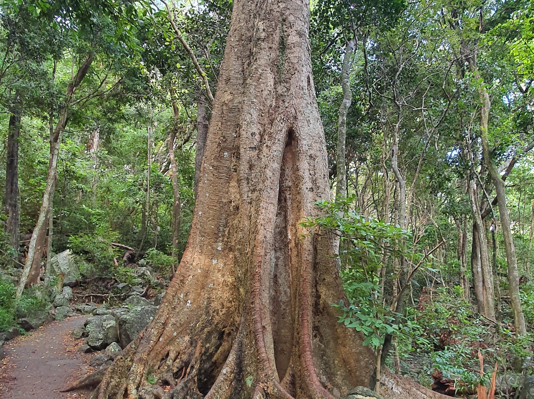 Rainforest Track-伯利角必去景点