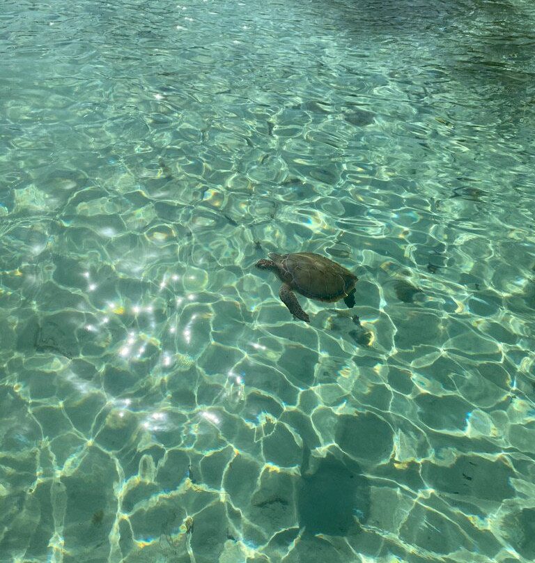 Tarpum Bay旅游攻略图片