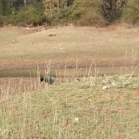 Bhadra Wildlife Sanctuary景点图片