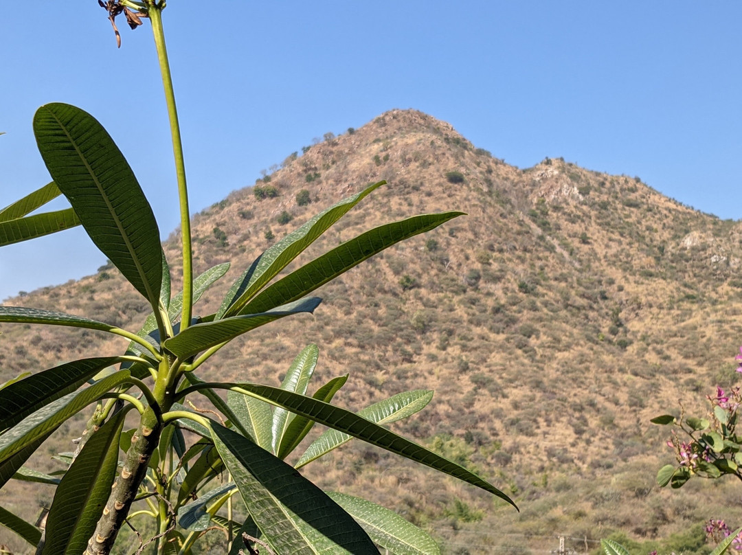 The Ananta Udaipur主图