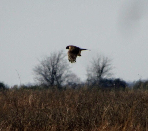 Attwater Prairie Chicken National Wildlife Refuge景点图片