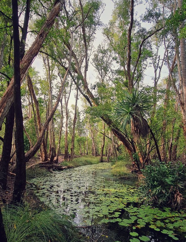 Botanic Walk-Mataranka必去景点