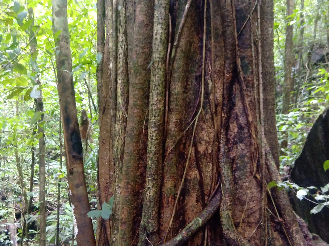 EcoPoro Rain Forest景点图片