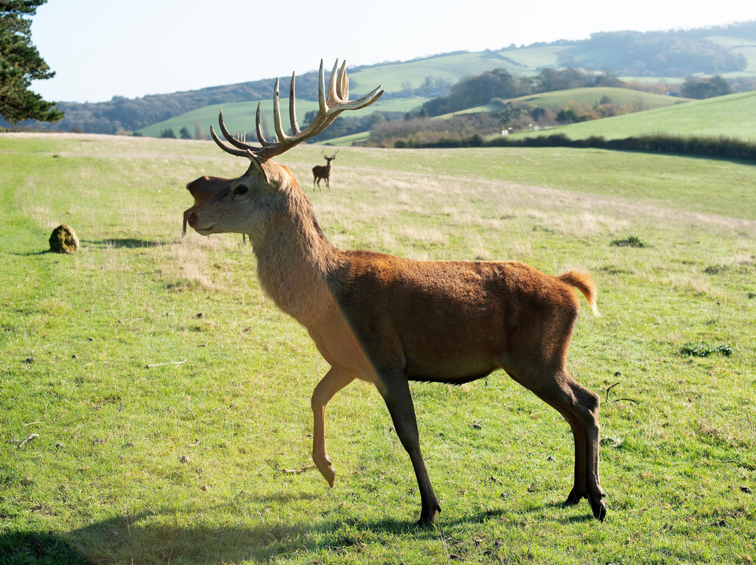 The Isle of Wight Deer Farm-怀特岛必去景点
