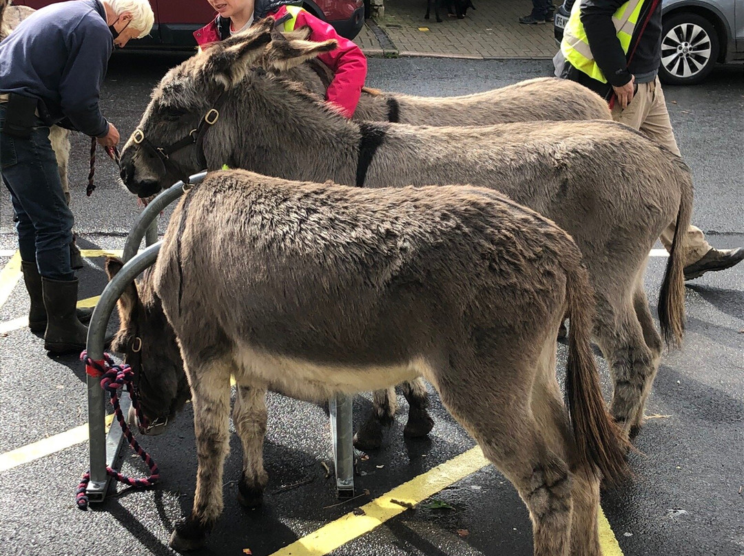 Donkey Walking Adventures景点图片