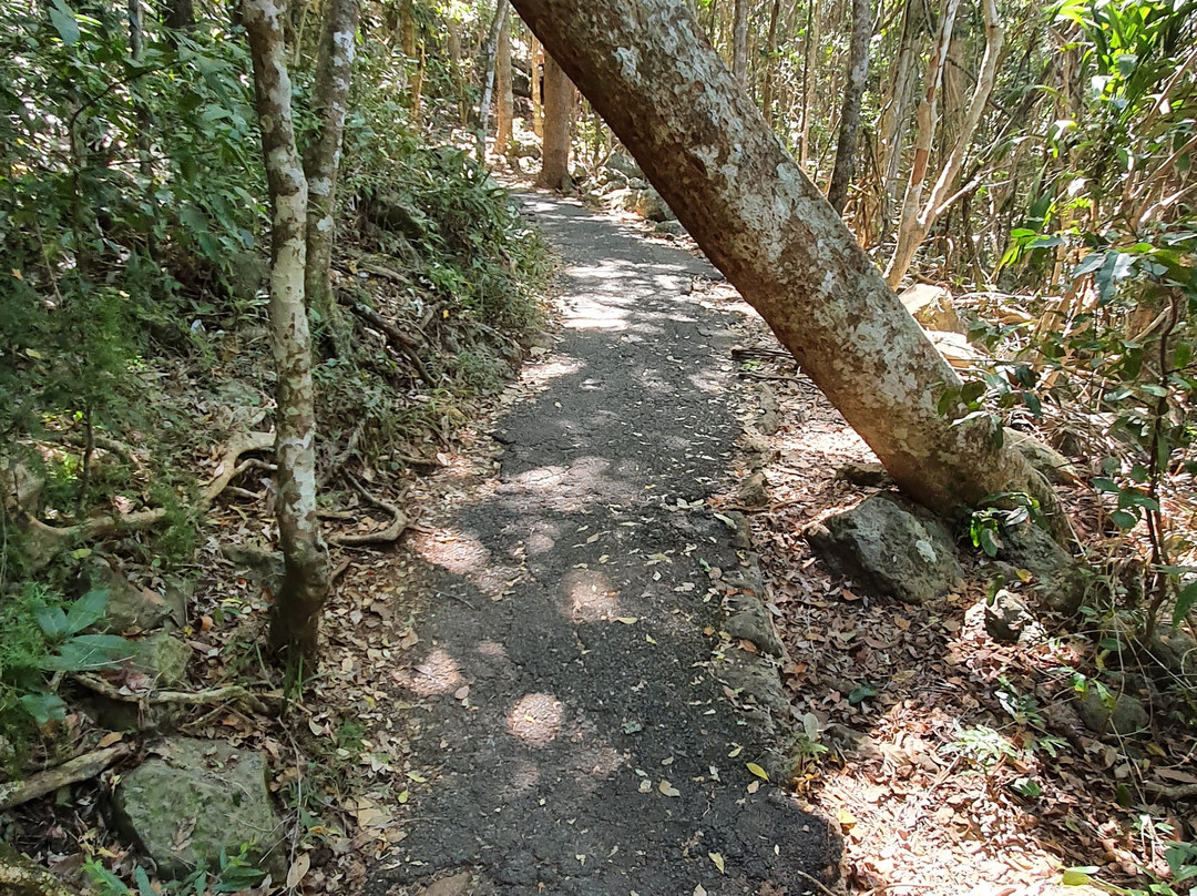 Ocean View Lookout Track