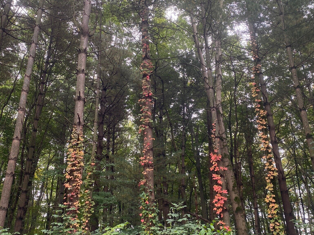 Lowe Volk Nature Center景点图片