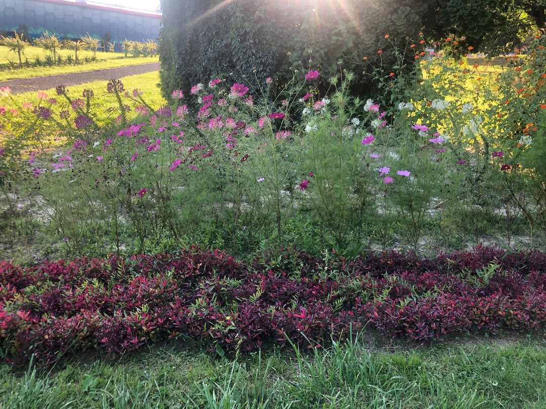 Botanical Garden UMCS景点图片