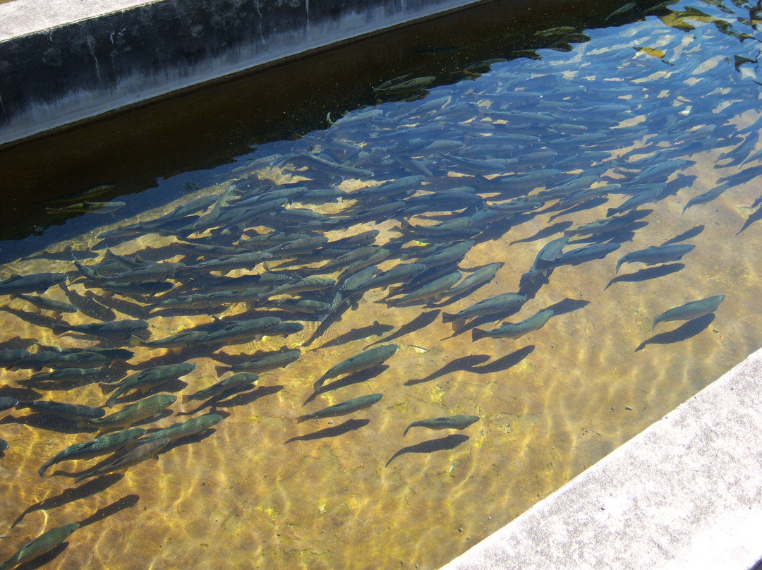 Fish Hatchery at Powder Mills Park-Pittsford必去景点