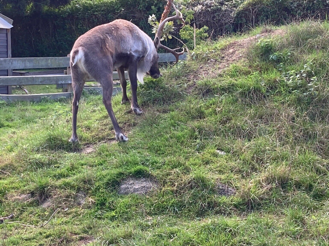 Guldborgsund Zoo & Botanisk Have景点图片