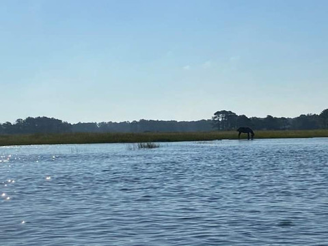 Assateague Explorer Wildlife Cruises-钦科蒂格岛必去景点