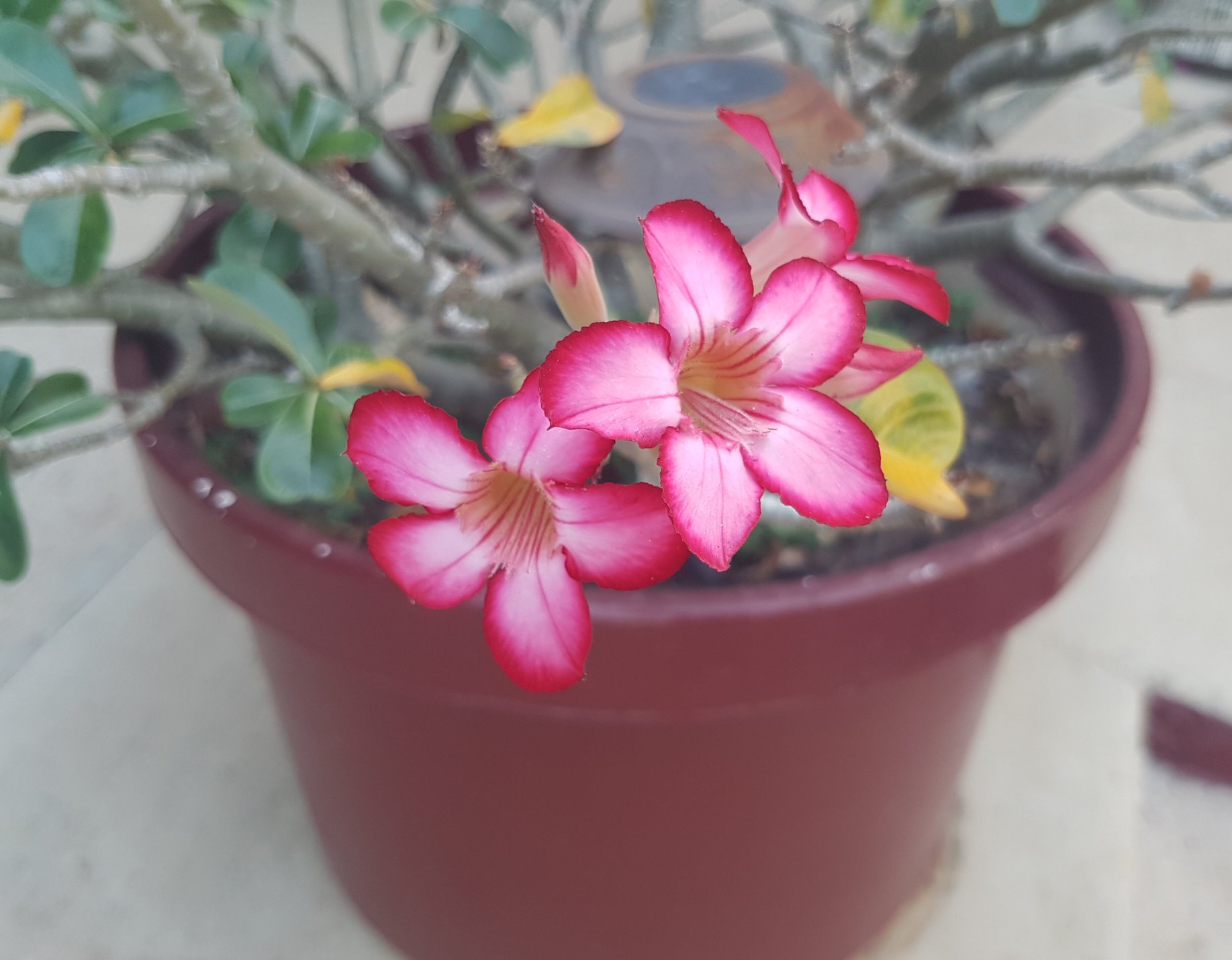 Sunbird Motel-官方