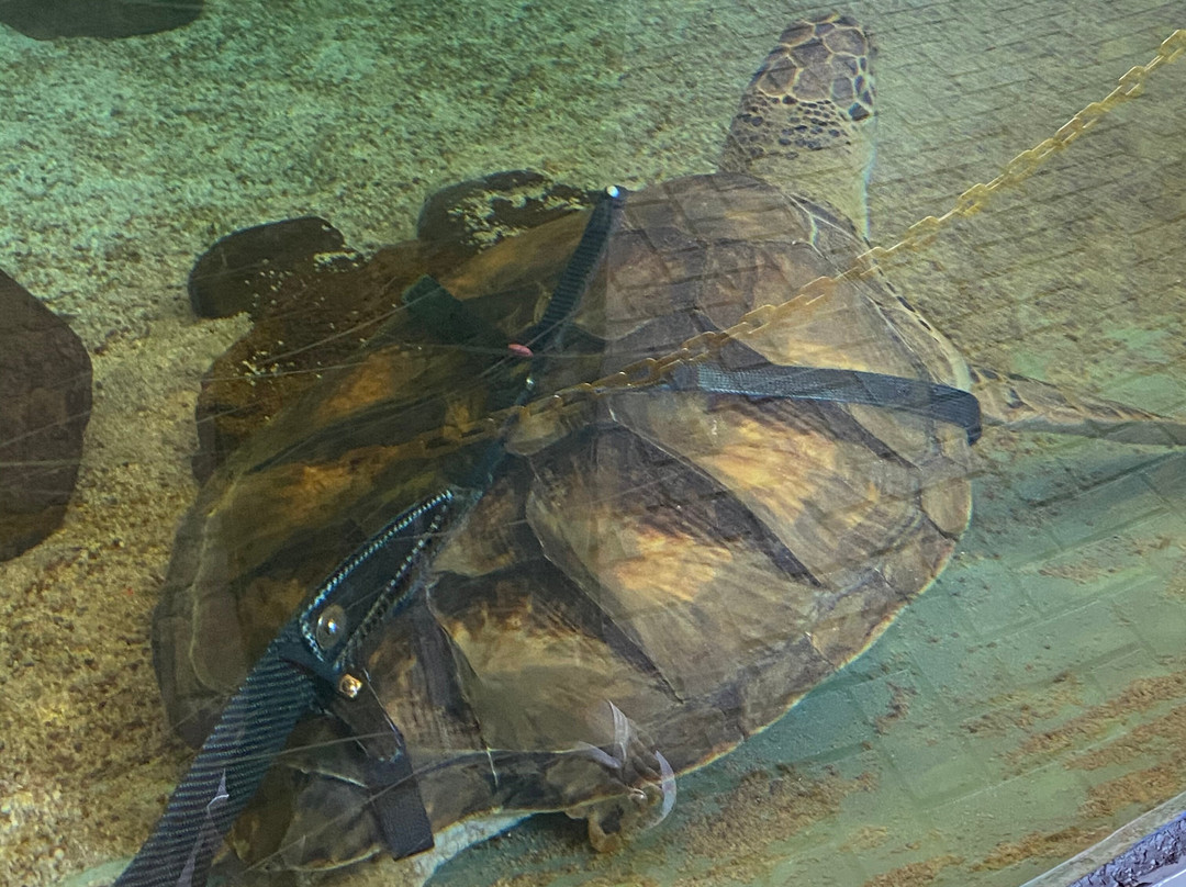 Sea Turtle, Inc.景点图片